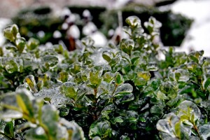 evergreen-planting-frozen-buxus