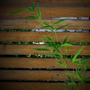 ureditev-okolice-bambus-hrast