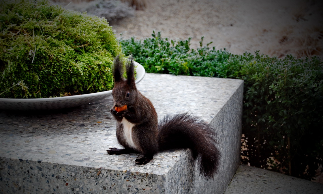 mitja-skrjanec-squirrel