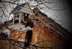 ureditev-okolice-veverica