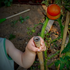zelenjavni-vrt-vzgoja-otroci