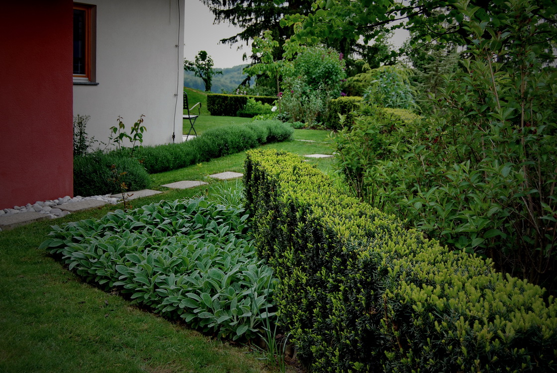 garden-planting-taxus-hedge