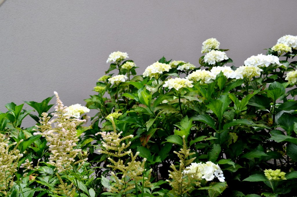 zasaditev-hortenzije-astilbe